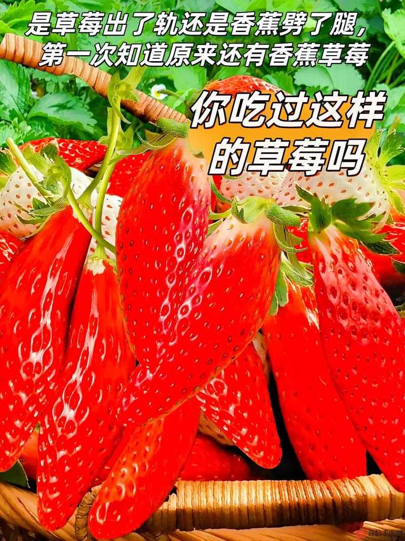 香蕉丝瓜草莓樱桃草莓榴莲污：一场别样的水果盛宴